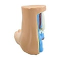 thumbnail image 1 of Jesscasday Foot Anatomical Model, Human Anatomical Foot Model, Normal Flat Arched Foot Model with Bones, Muscles, Ligaments, 1 of 17