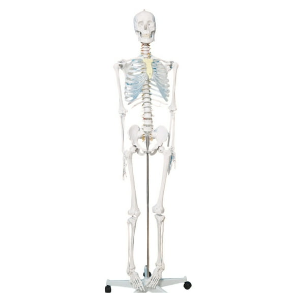Jesscasday Life Size Human Skeleton Anatomy Model Anatomical Human Bone Model for Clinical Settings Teaching Research and Labs Use