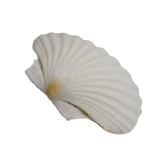 Jesscasday Natural White Seashells 3-5 Inches for DIY Painting Projects and Home
