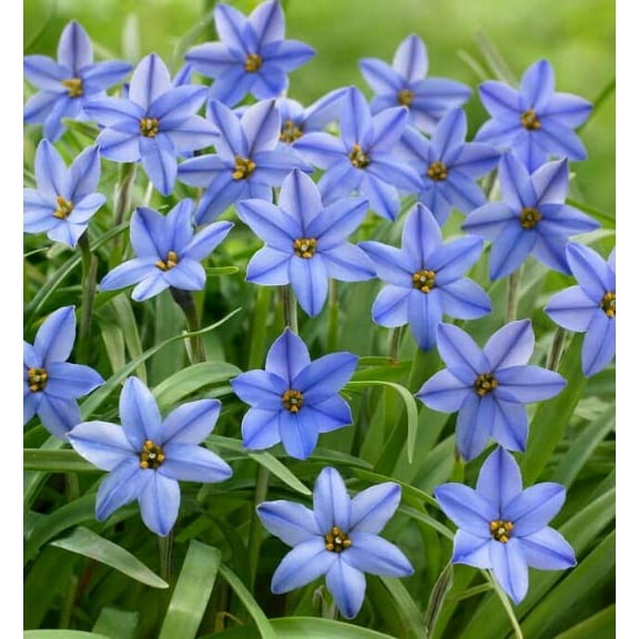Jessie Spring Starflower Bulbs for Planting Ipheion Uniflorum (20 Bulbs)