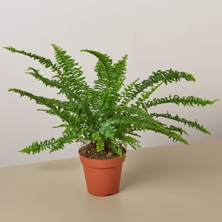 Jester's Crown Fern in 4" Pot / Nursery Pot | Live Plant for Indoor | 7 - 12 inch Tall