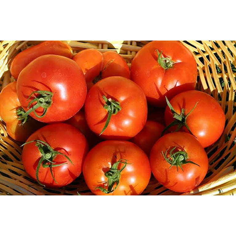 Jet Star Tomato Plant