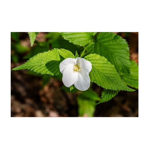 Jetberry Bush in Bloom in Pennsylvania - Pennsylvania Photography Flowers Nature Botanical Floral Garden Woodland Scenic Unframed Wall Art Print 40 x 60 inches