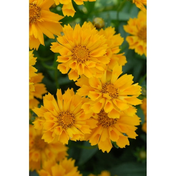 Jethro Tull Coreopsis - Fluted Petals - Bungle in the Jungle - Gallon Pot