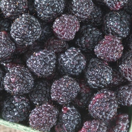 Jewel Black Raspberry (Rubus) Dormant Bare Root Starter Fruiting Plant (1-Pack)