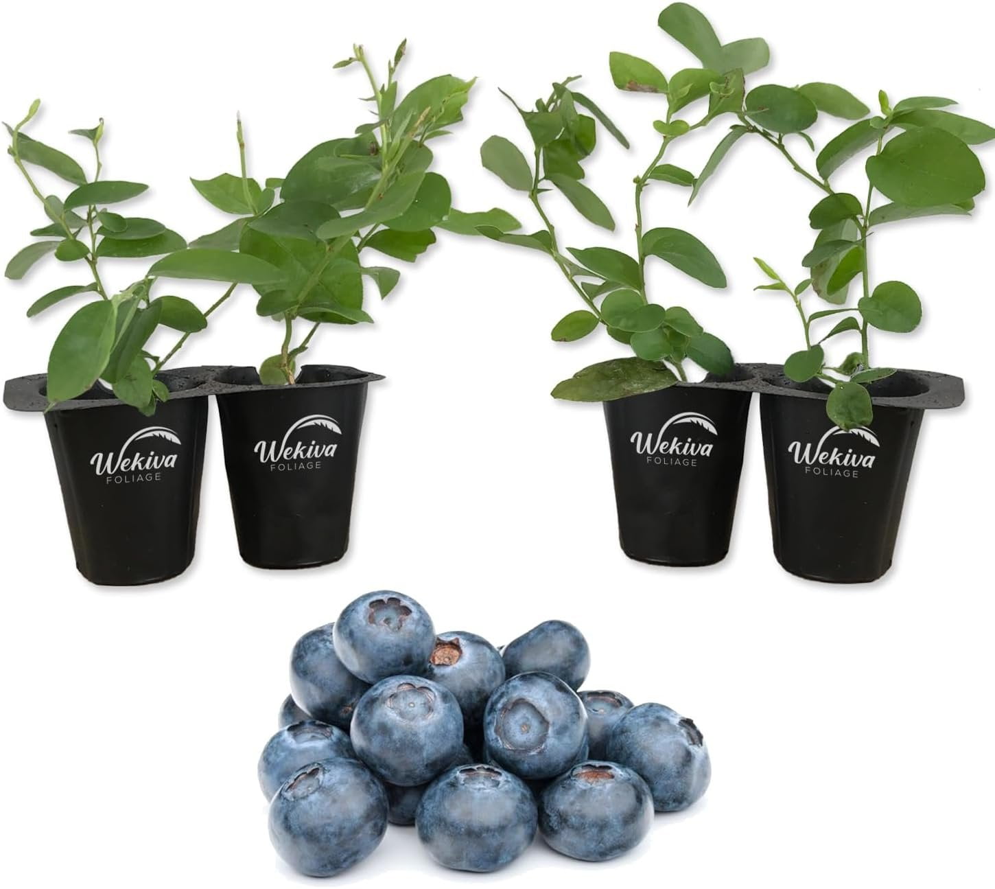 Vaccinium corymbosum Pink Lemonade Plants for the Patio or Garden - Pack of  THREE Pink Berry Plants