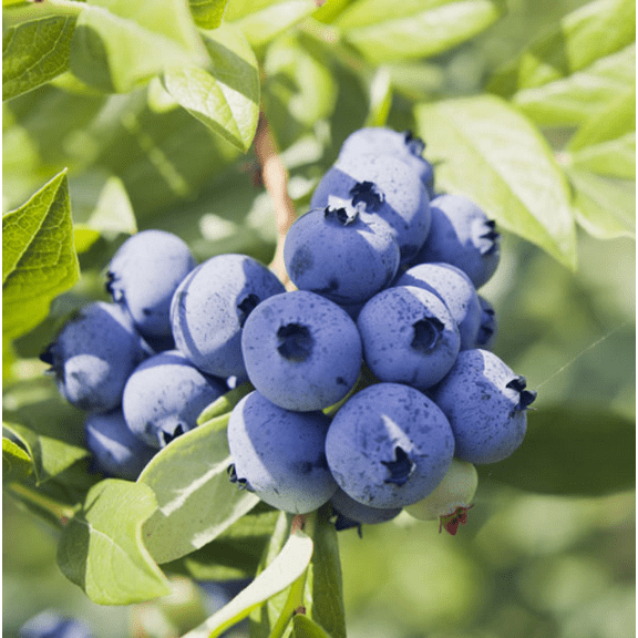 Jewel Blueberry Plant Live for Planting, Blueberries Fruits Trees Shrubs to Grow Indoor Outdoor Garden 4 to 6 Inch Tall