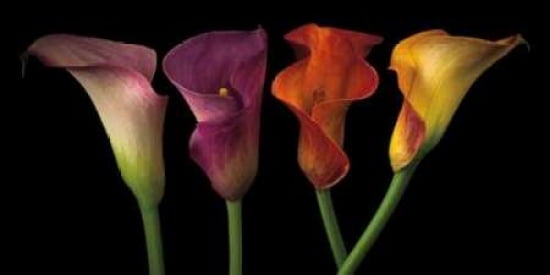 Jewel Calla Lilies Canvas Art - Assaf Frank (10 x 20)