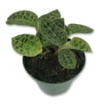 thumbnail image 1 of Jewel Orchid - 5 Live Plants in 3 Inch Pots - Macodes Petola - Stunning Lightning Leaf Pattern Beautiful Foliage, 1 of 5