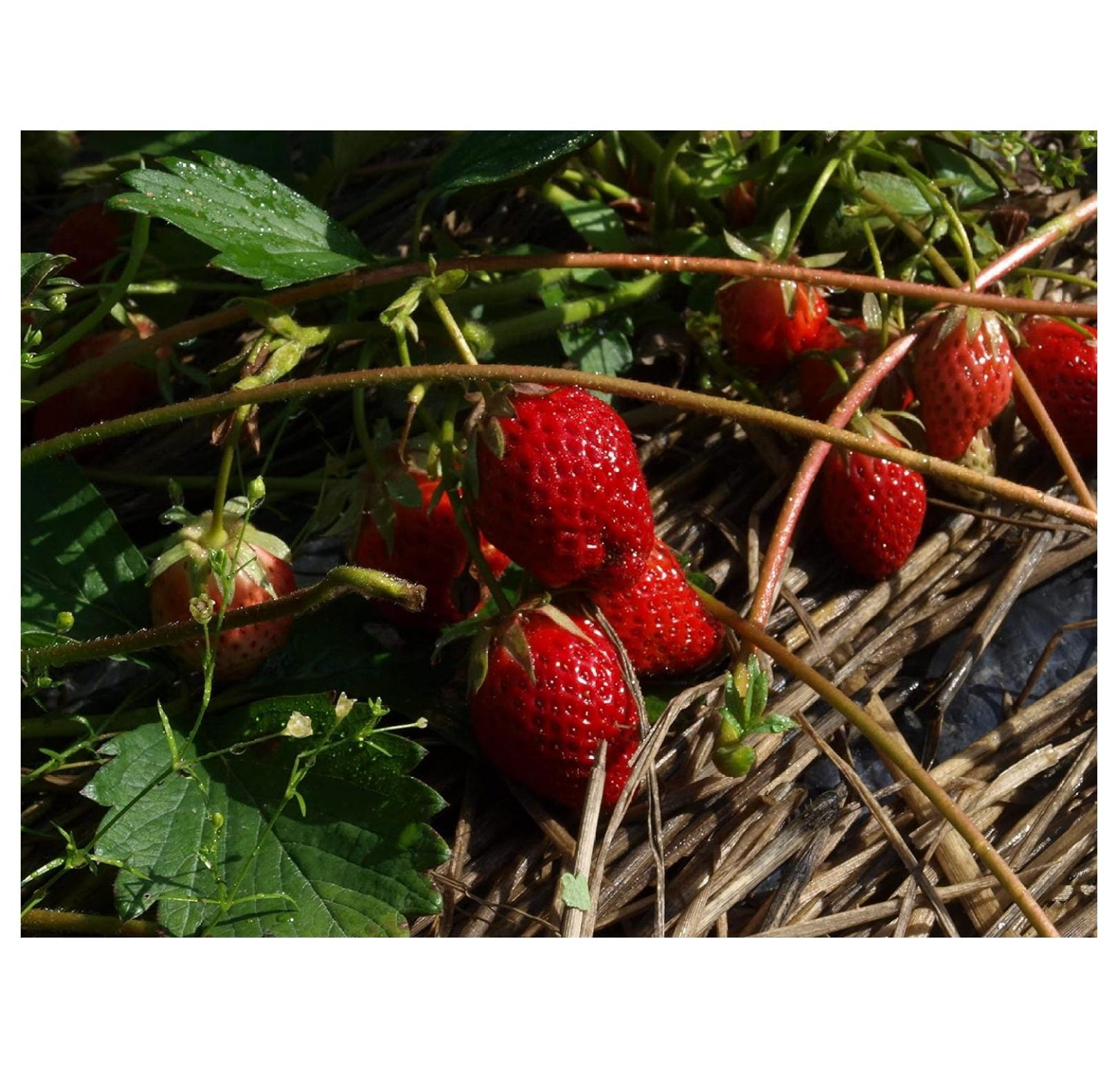 Jewel Organic Grown Strawberry Plants (Pack of 10 Bare Roots) ONE of
