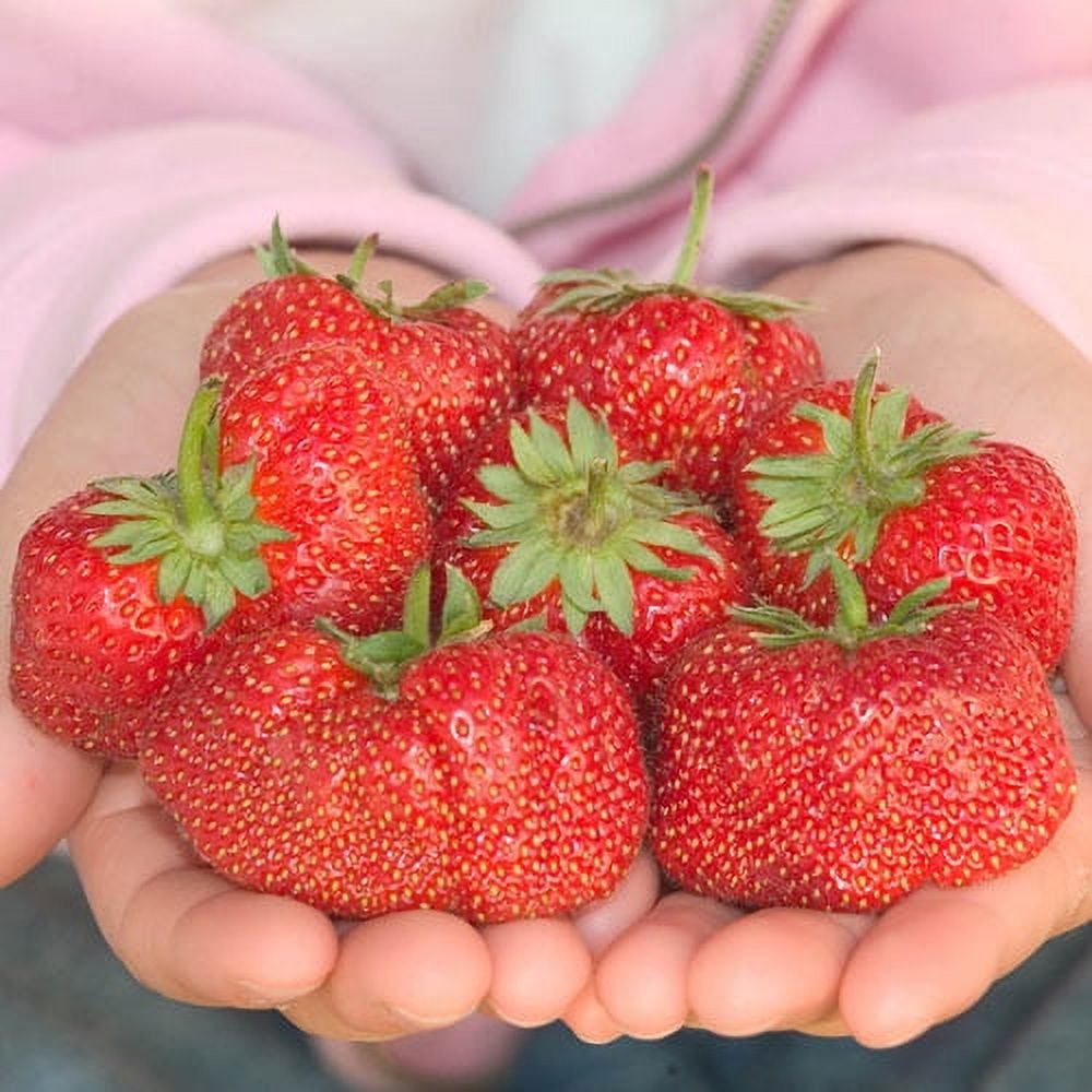 Jewel Strawberry Bare Root Starter Plants Pack