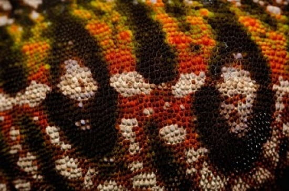 Jewel chameleon skin lizard MADAGASCAR Canvas Art - Pete Oxford DanitaDelimont (19 x 12)