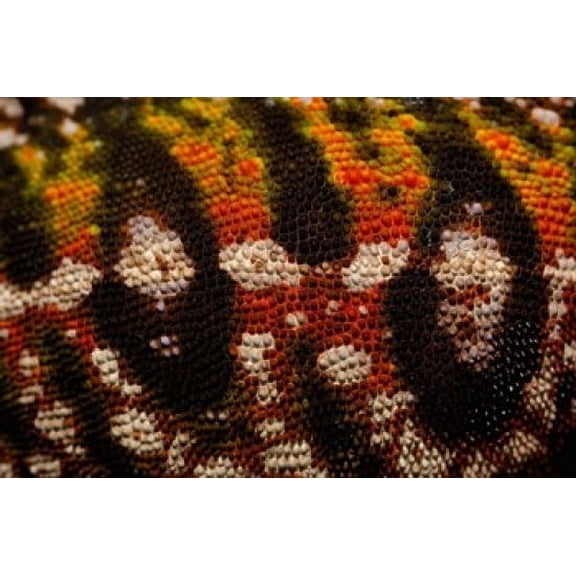 Jewel chameleon skin lizard MADAGASCAR Canvas Art - Pete Oxford DanitaDelimont (19 x 12)