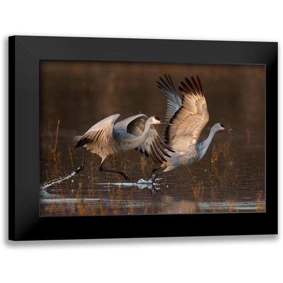 Jiang, Mary 14x11 Black Modern Framed Museum Art Print Titled - Taking Off At Sunrise