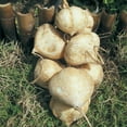 thumbnail image 1 of Jicama (Yam Bean) -True Jicama - 4.0 Grams, 1 of 7
