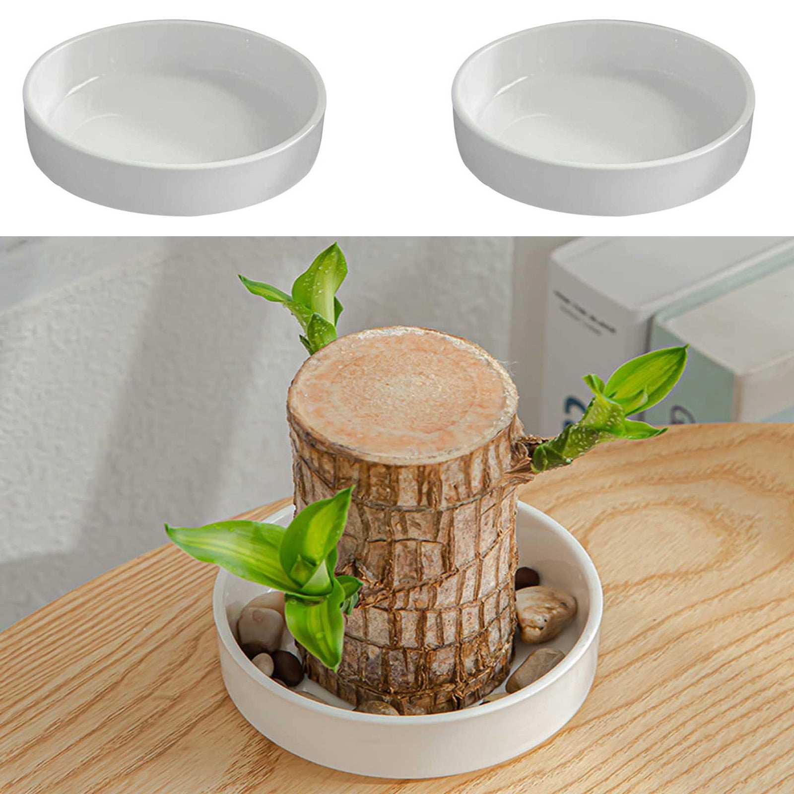Mini Planta De La Suerte Brasileña | Madera De La Suerte | Para Escritorio | Cultivo Hidropónico | Incluye Muñeco