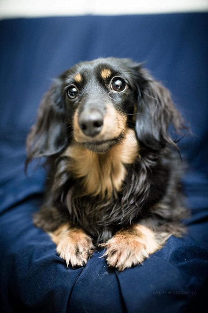 Jigsaw Puzzle 300 Pieces for Adults Long-Haired Dachshund Pet Dog ...