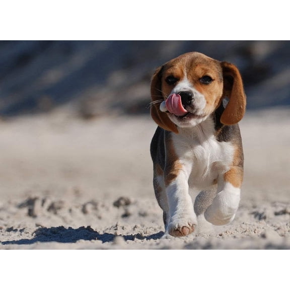 Jigsaw Puzzles 1000 Piece Jigsaw Puzzle for Adults Beagle Puppy Adults Puzzle Leisure Creative Games Toys Puzzles