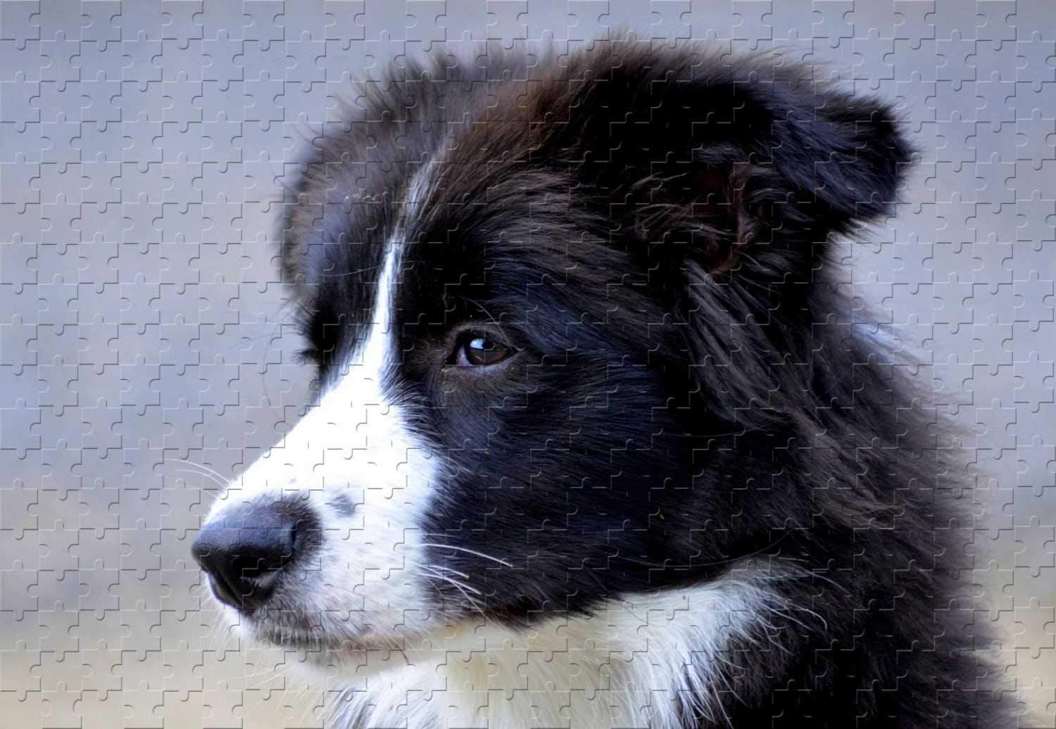 Jigsaw Puzzles 1000 Pieces for Adults Border Collie Puppy Portrait