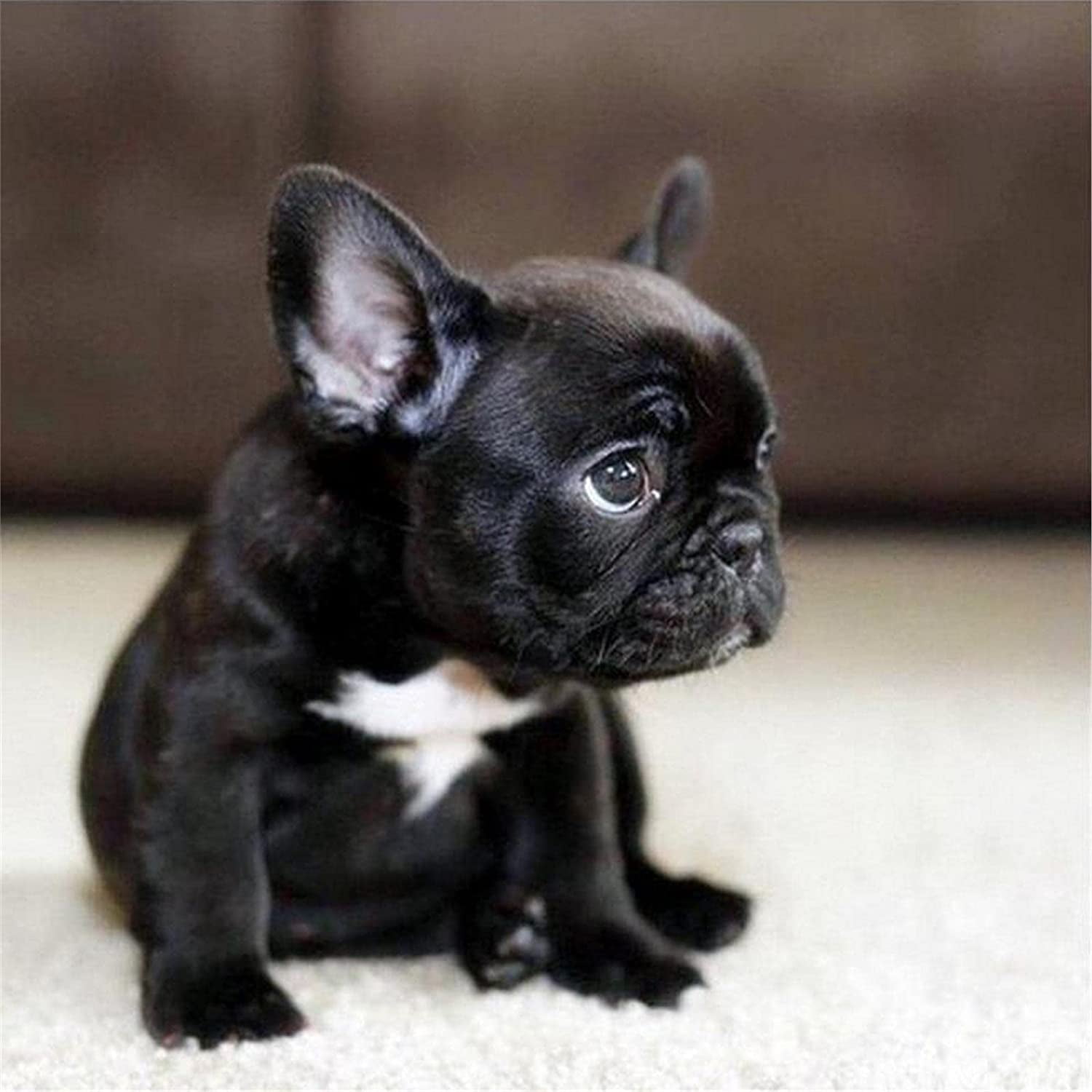 Dog Breeds French Bulldog Family Dog Breed French Bulldog Puppies