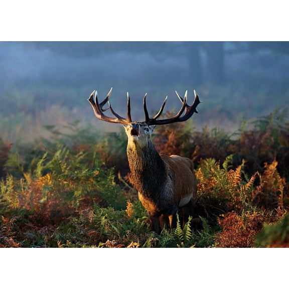 Jigsaw Puzzles 1000 Pieces for Adults: Difficult Hard Jigsaw Puzzles for Women Men Premium Cardboard Precise Interlocking Alsace(28 x 20 Inch)