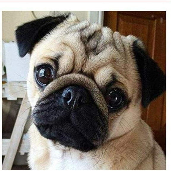 Jigsaw Puzzles for Adults 1000 Piece - Pug Dog Portrait Close-up Animal Puzzle- Wooden Puzzles Family Wall Art Decor DIY Leisure Game Preschool Toys Best Gift for Adults Teens