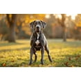 thumbnail image 1 of Jigsaw Puzzles for Adults 1000 Pieces Dogs Welcome, People Tolerated Great Dane Wooden Puzzle Environmentally Friendly No Odor Challenging Educational Fun Family Activities Games Toys Gifts, 1 of 7
