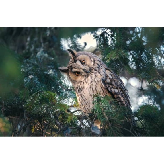 Jigsaw Wooden puzzle 300 pieces Wooden Puzzle for Adults Long Eared Owl Wildlife Bird Watching from A Pine Tree Branch in A Mystery Wood Holiday Fun Puzzles and Modern Summer Home Decor