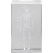Jiibva 3D Crystal Glass Skeleton Model Paperweight, Anatomical Science Desk Decoration