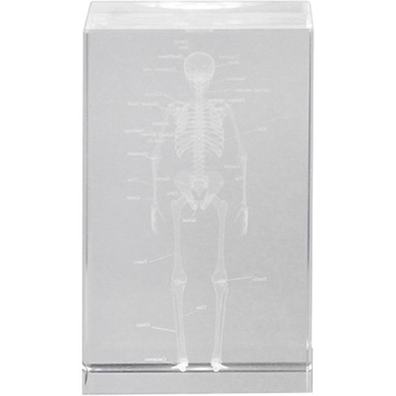 Jiibva 3D Crystal Glass Skeleton Model Paperweight, Anatomical Science Desk Decoration