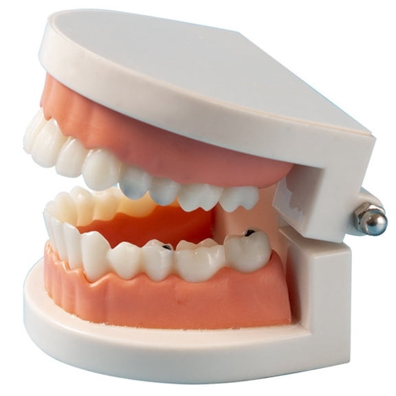 Jiibva Anatomical Teeth Model - Realistic Dental Art Decor & Creative Display Piece