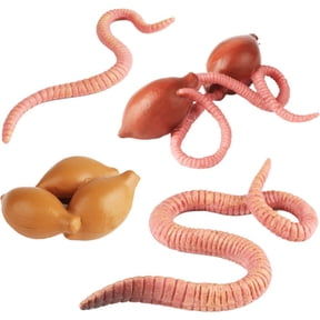 Jiibva Life Cycle Models Earthworm, Simulation Animal Growth Cycle Model Life Cycle Animal Figures Growth Stage Model
