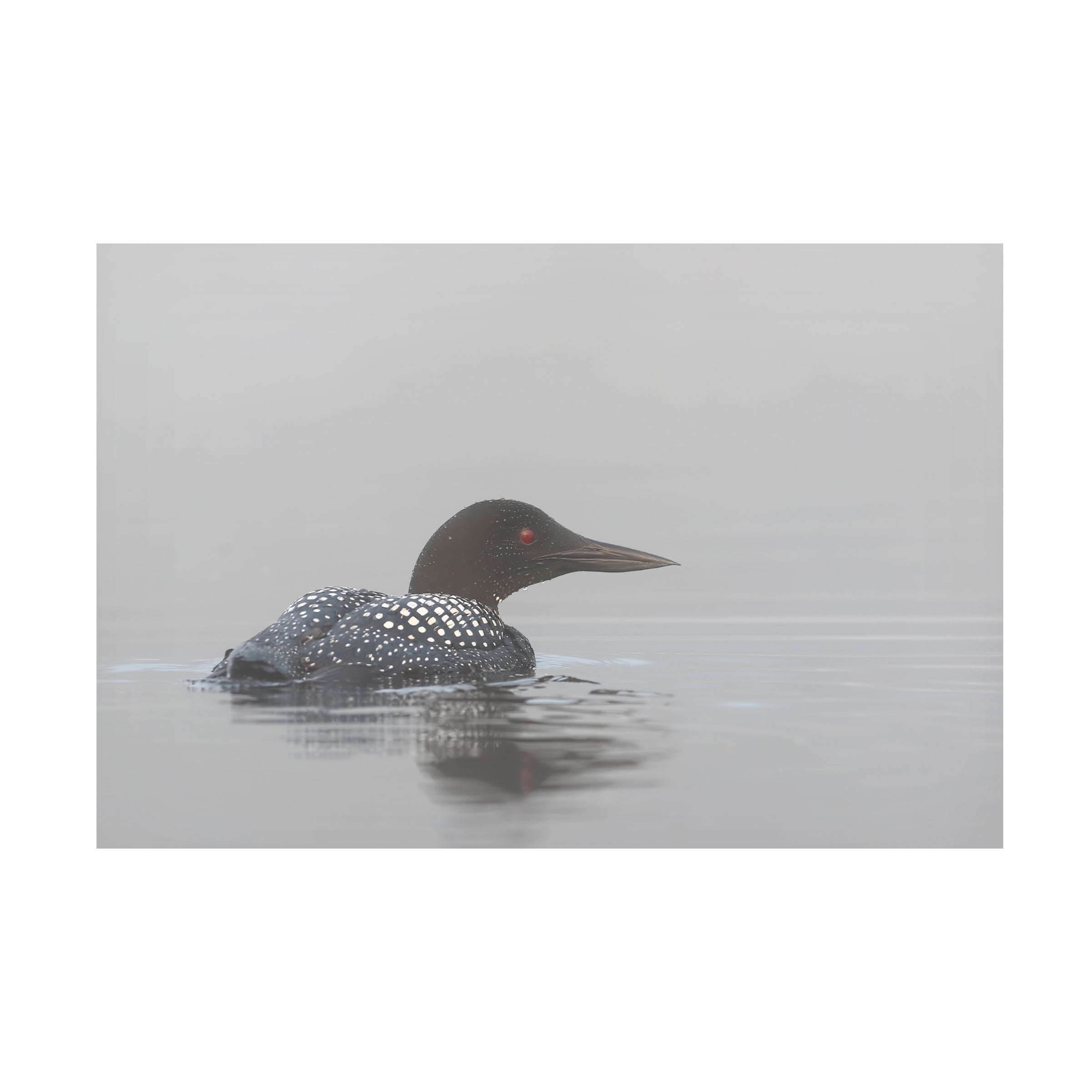 Jim Cumming 'Common Loon In Early Morning Fog' Canvas Art