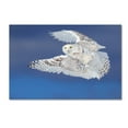 thumbnail image 1 of Jim Cumming 'Flight Of The Snowy Snowy Owl' Canvas Art, 1 of 3