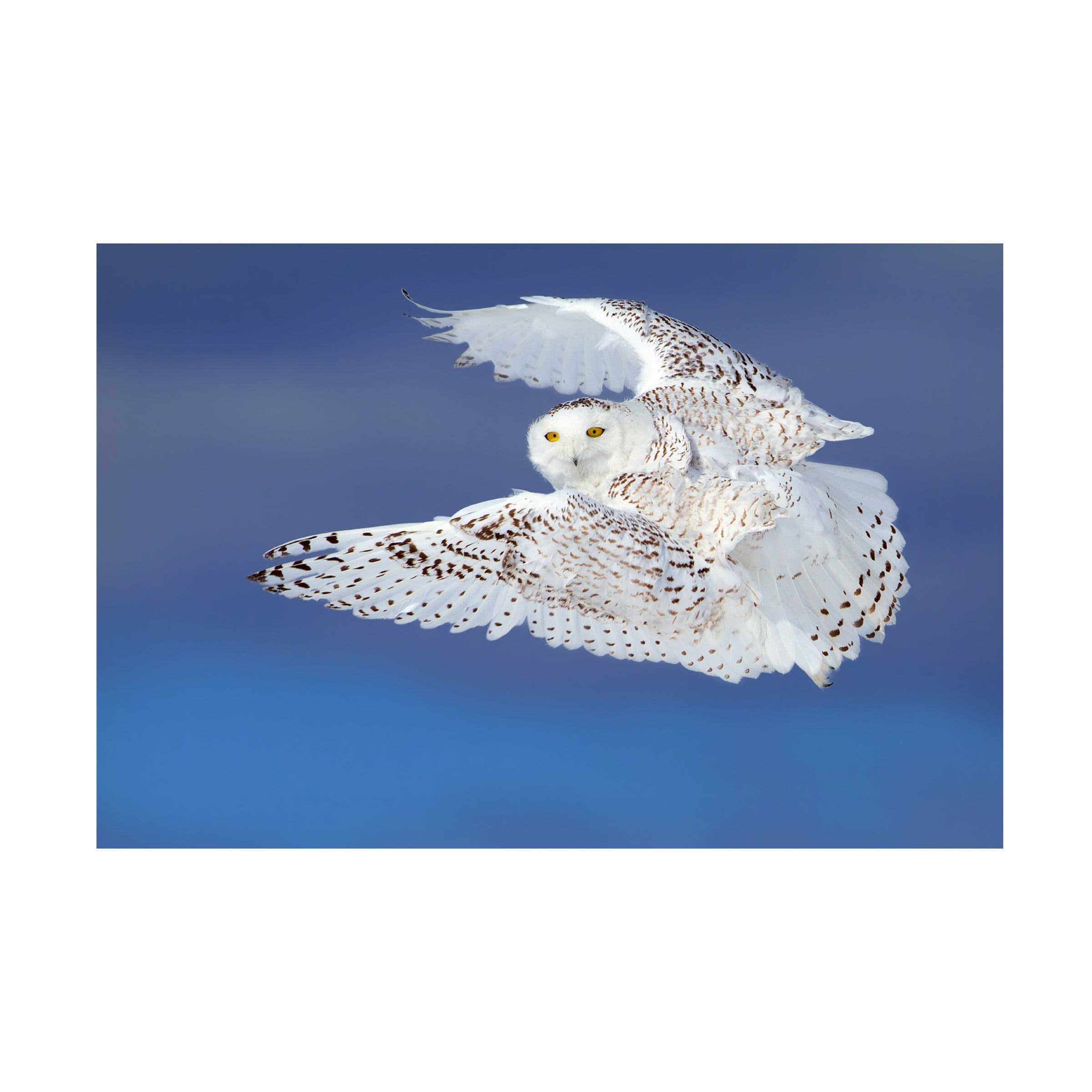 Jim Cumming 'Flight Of The Snowy Snowy Owl' Canvas Art