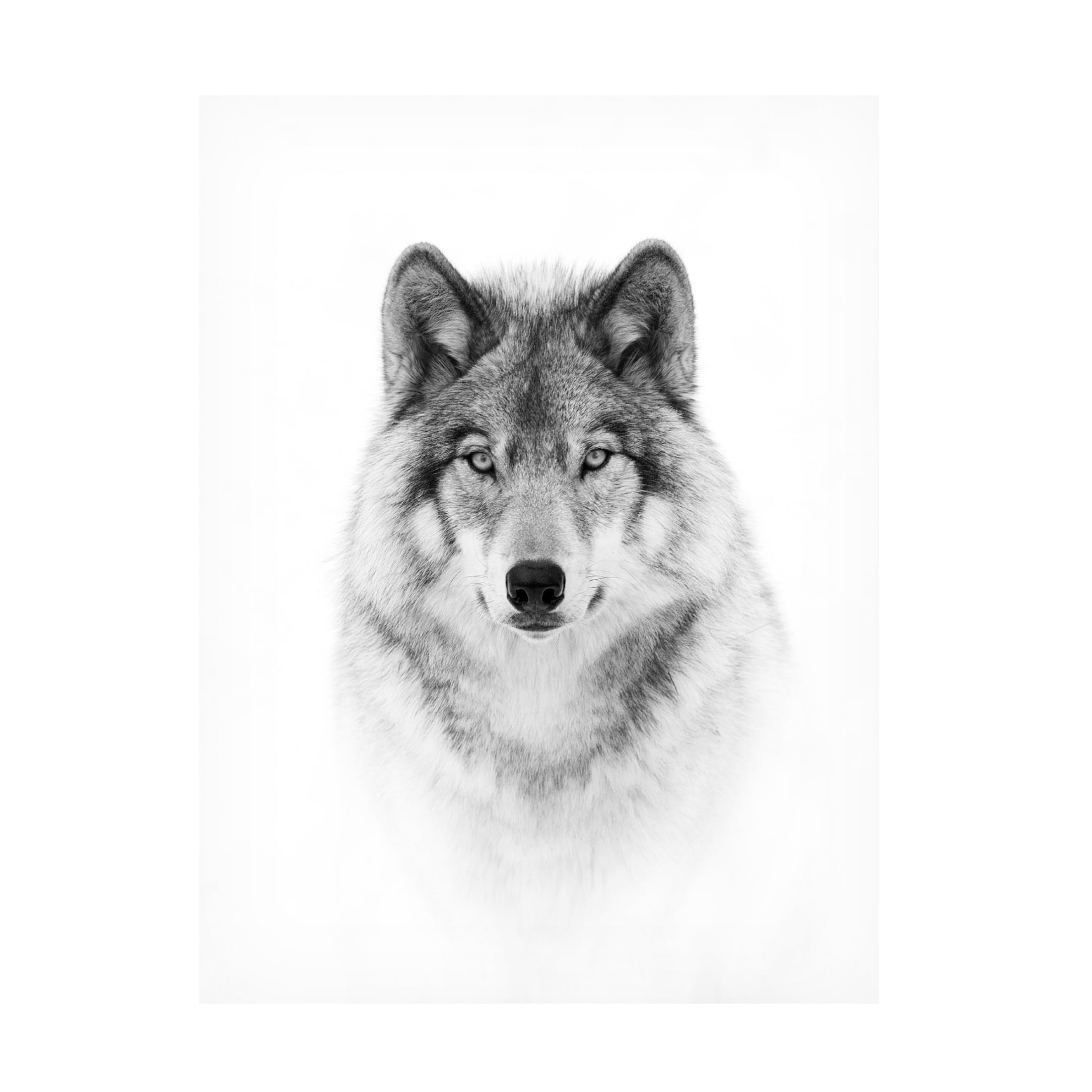 Jim Cumming 'Portrait Of A Timber Wolf' Canvas Art - 35 x 47 Inches