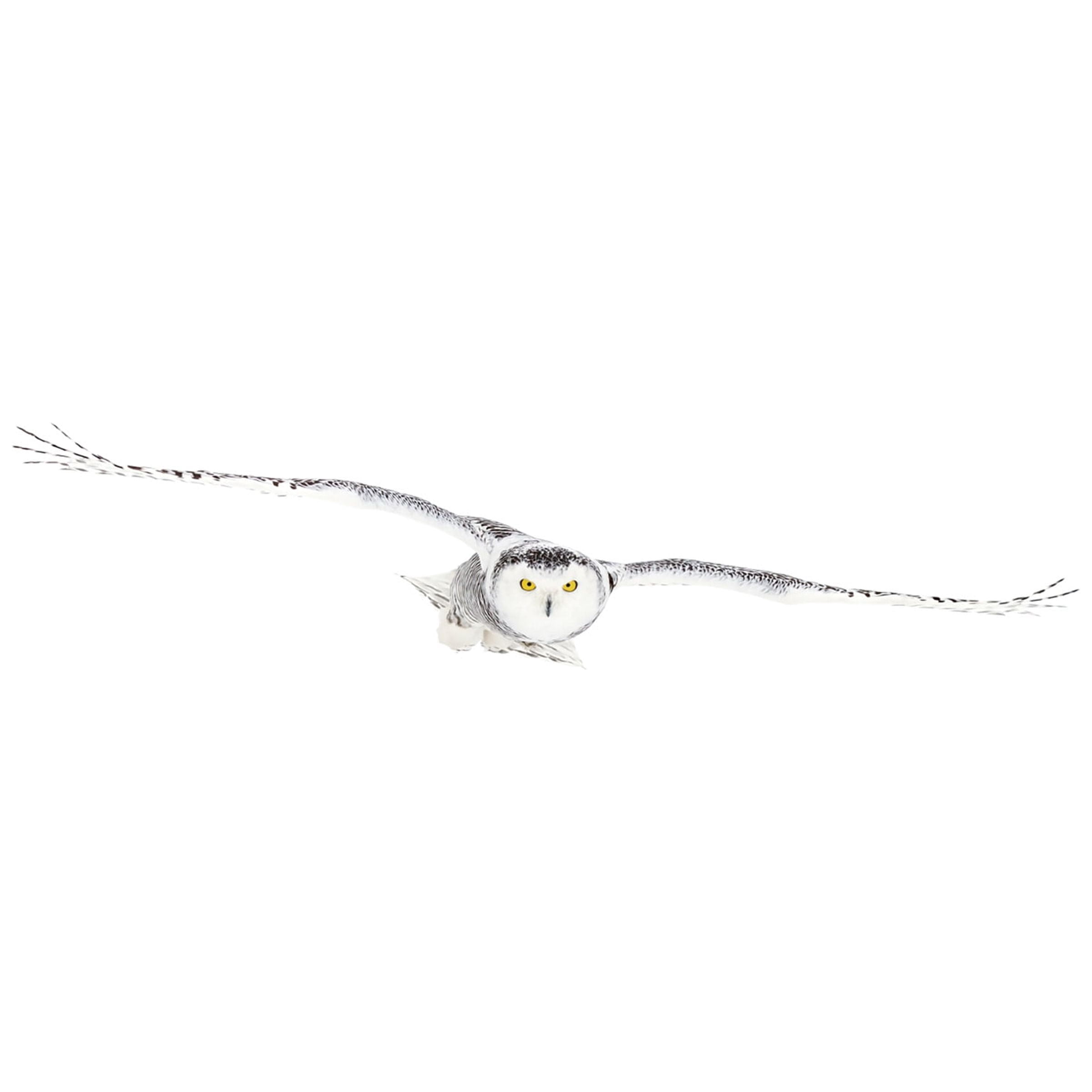 Jim Cumming 'Snowy Owl On The Hunt' Canvas Art