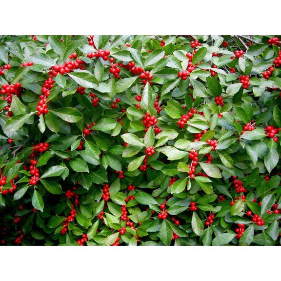 RedCrocus Jim Dandy Winterberry Ilex verticillata | Vibrant Red Berries, Ornamental Shrub for Winter Gardens, Wildlife Attraction, Container & Landscape Use 3 Gallon