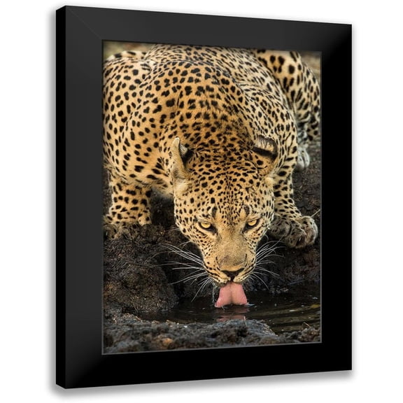Jimmyz 11x14 Black Modern Framed Museum Art Print Titled - Leopard taking a Break