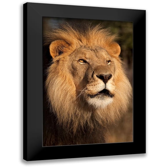Jimmyz 11x14 Black Modern Framed Museum Art Print Titled - Lion at Sunset