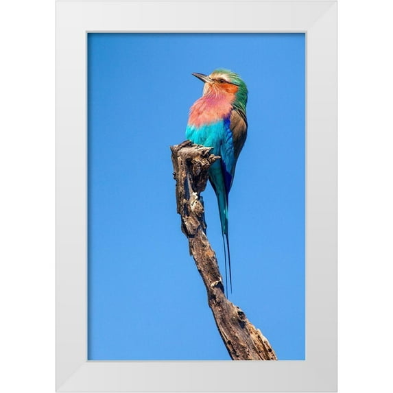 Jimmyz 11x14 White Modern Wood Framed Museum Art Print Titled - Hummingbird Sight