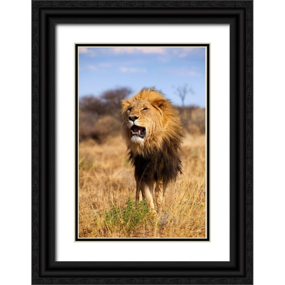Jimmyz 13x18 Black Ornate Wood Framed with Double Matting Museum Art Print Titled - A Lions Roar