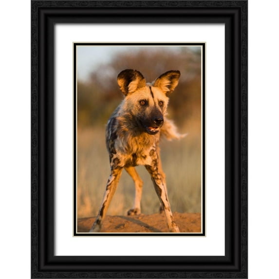 Jimmyz 13x18 Black Ornate Wood Framed with Double Matting Museum Art Print Titled - Hyena Stare