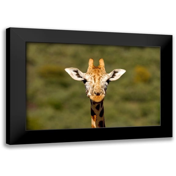 Jimmyz 14x11 Black Modern Framed Museum Art Print Titled - Curious Giraffe