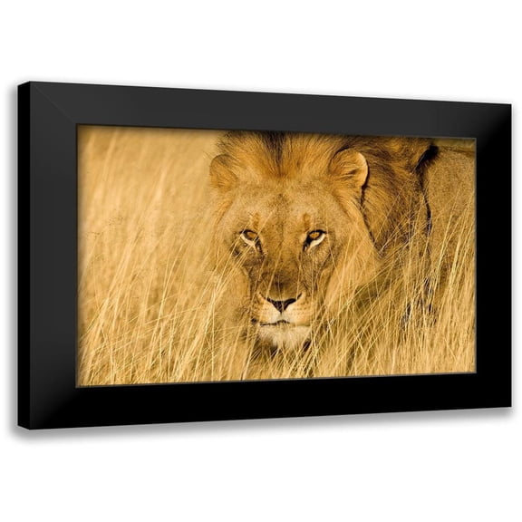 Jimmyz 14x11 Black Modern Framed Museum Art Print Titled - Lion Eyes