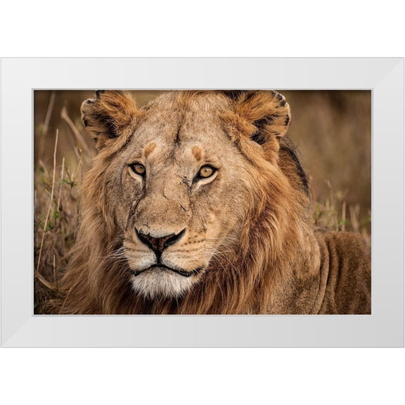 Jimmyz 14x11 White Modern Wood Framed Museum Art Print Titled - King of the Wild II