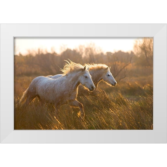 Jimmyz 14x11 White Modern Wood Framed Museum Art Print Titled - Two Horses Galloping