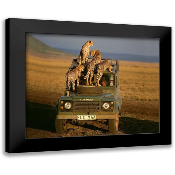 Jimmyz 14x12 Black Modern Framed Museum Art Print Titled - Cheetahs on Safari