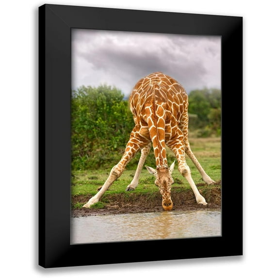 Jimmyz 17x24 Black Modern Framed Museum Art Print Titled - Drinking Giraffe