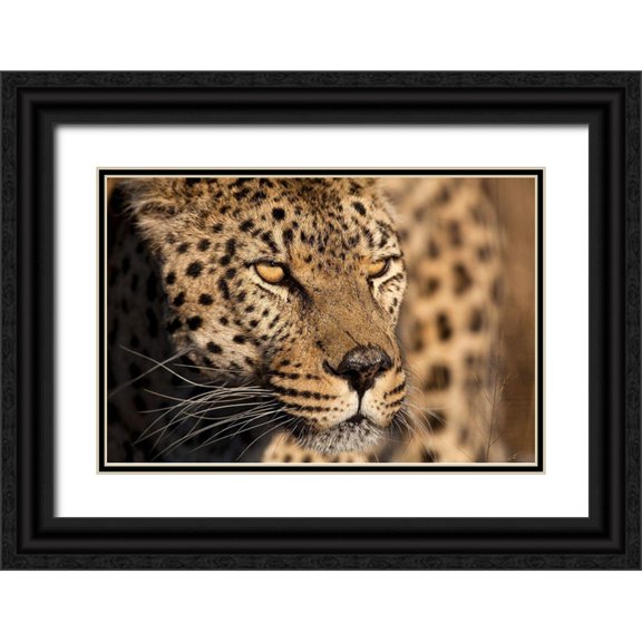 Jimmyz 32x23 Black Ornate Wood Framed with Double Matting Museum Art Print Titled - Cheetah Stare